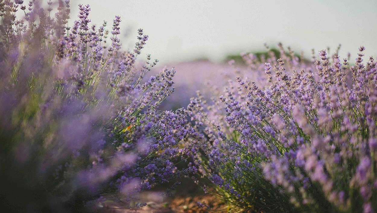 lilac - Air fresheners are essential